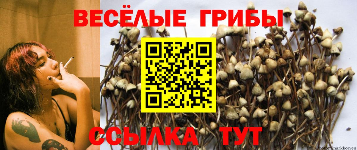 наркотики  Вход с VPN  Псилоцибиновые грибы Psilocybe  Норильск  Галлюциногенные грибы GOLDEN TEACHER 